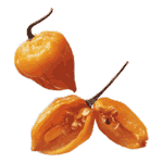habanero chile