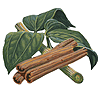 cinnamon plant, Cinnamomum