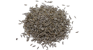 Caraway Harvest