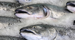 Healthy Fish