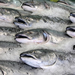 Cooking Fresh Fish