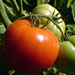 Tomatoes on the vine