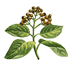 botanical drawing of allspice plant