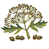 botanical drawing of anise plant