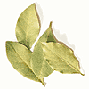 bay, laurel, herb
