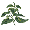Piper nigrum, pepper vine, peppercorns