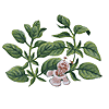 marjoram herb, Origanium hortensis plant