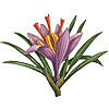 botanical drawing of Crocus sativus