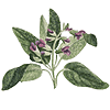 fresh sage leaves, Salvia officinalis plant