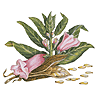 sesame seed,Sesamum indicum herb