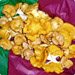 Fresh chanterelles