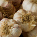 Fresh Garlic