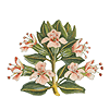 herb, thymus vulgaris