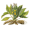 curcuma longa