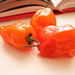 Habanero chilies