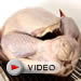 Raw turkey
