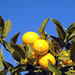 Lemon Tree