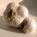 Garlic bulbs