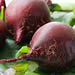 red Beets
