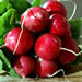 Radish Recipes