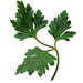 Parsley