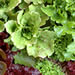 Assorted lettuces