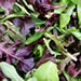 Spring Mix