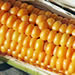 Corn on the cob