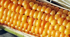 Corn on the Cob