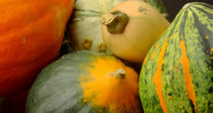 Winter Squash