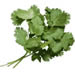 Cilantro, aka Coriander