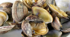 Top-Rated Recipes for Clams