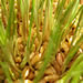 Sprouted wheat