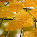 Candied Lemon Peel