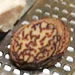 Whole nutmeg on microplane grater
