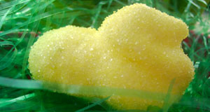 How to Make Marshmallow Chicks