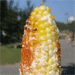 Mexican Corn on the Cob (Elote)