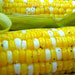 Grilled Corn on the Cob