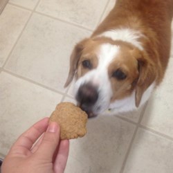 Peanut Butter and Banana Dog Biscuits