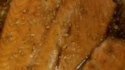 Maple Salmon Recipe - Allrecipes.com