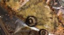 Baked Salmon Fillets Dijon Recipe - Allrecipes.com